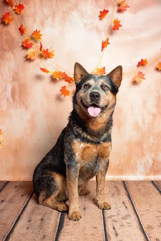 Bing Image Pet Creator